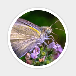 Cabbage White Butterfly, Macro Photograph Magnet